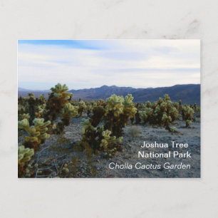 Great Joshua Tree Postcard! Postcard
