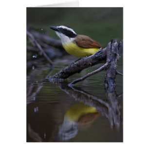 Great Kiskadee (Pitangus sulphuratus)