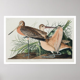Great Marbled Godwit by Audubon Poster