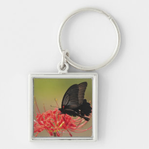 Great Mormon (Papilio memnon) on flower, Chiba Key Ring