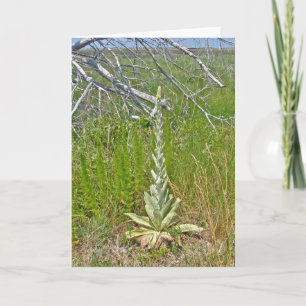 Great Mullein (Verbascum thapsus) Note Card