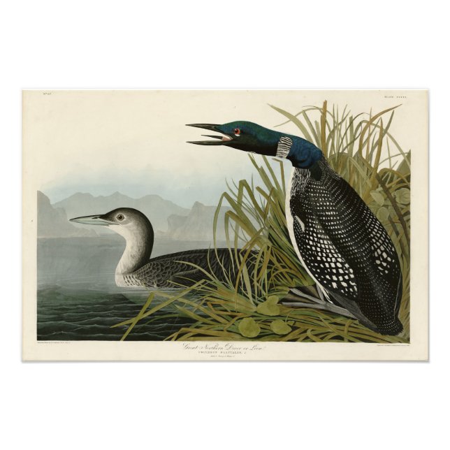 Great Northern Diver Loon Audubon Birds of America Photo Print (Front)