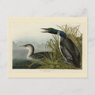 Great Northern Diver Loon Audubon Birds of America Postcard