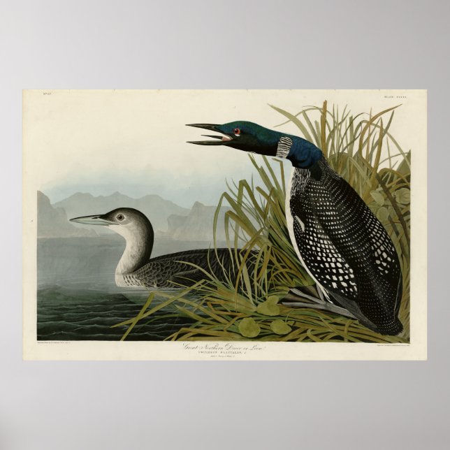 Great Northern Diver Loon Audubon Birds of America Poster (Front)