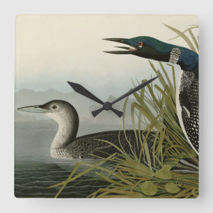 Great Northern Diver Loon Audubon Birds of America Square Wall Clock