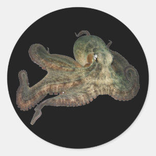 Great ocean octopus octapi classic round sticker