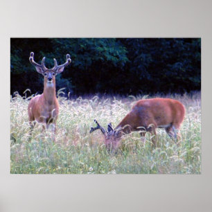 Great Prince of the Forest (Ohio) Poster