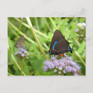 Great Purple Hairstreak butterfly Postcard