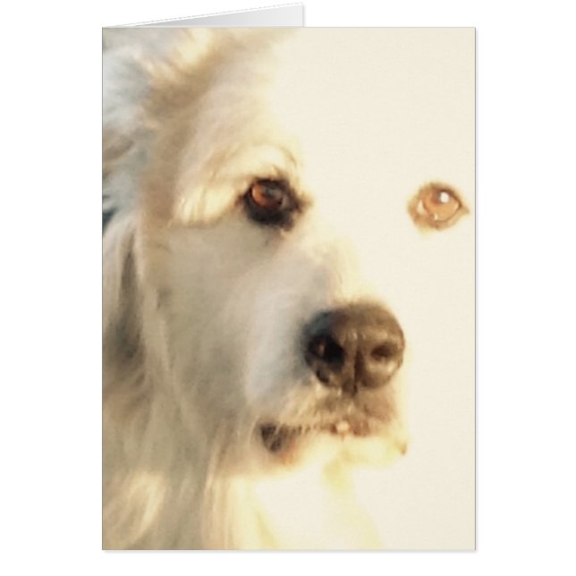 Great Pyrenees (Front)