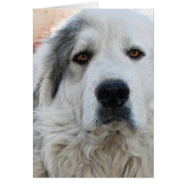 Great Pyrenees (Front)