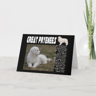 GREAT PYRENEES BREED DESCRIPTION PUPPY PHOTO CARD