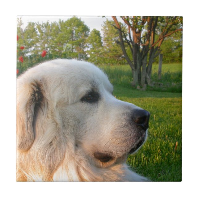 Great Pyrenees Ceramic Tile (Front)