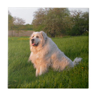Great Pyrenees Ceramic Tile