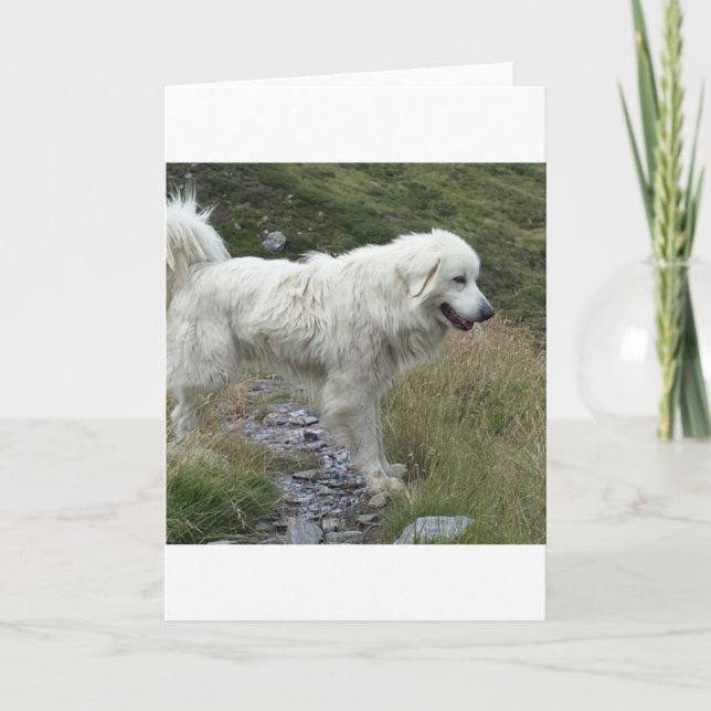 great pyrenees full card (Front)