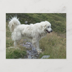 great pyrenees full postcard