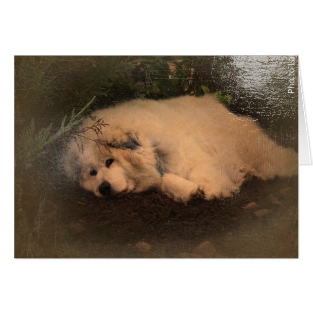 Great Pyrenees, Gentle Giant (Front Horizontal)