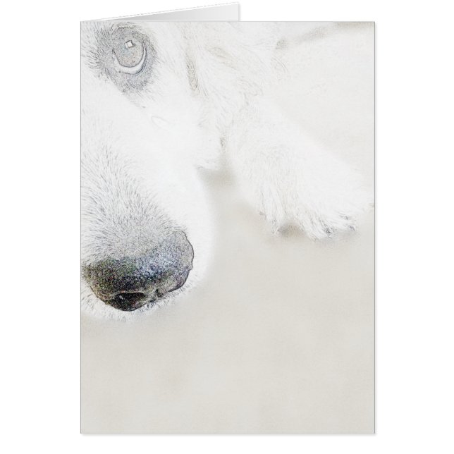 Great Pyrenees, Gentle Giant (Front)