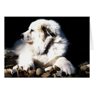 Great Pyrenees, Gentle Giant