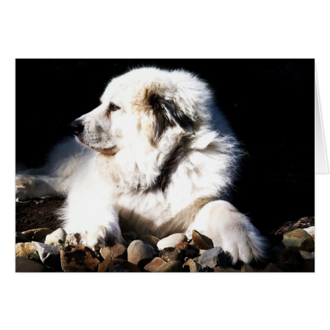 Great Pyrenees, Gentle Giant (Front Horizontal)