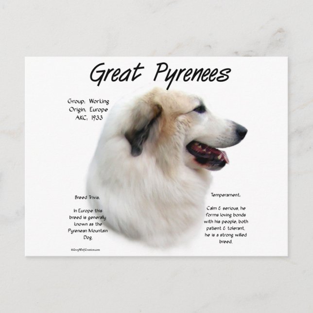 Great Pyrenees History Design Postcard (Front)