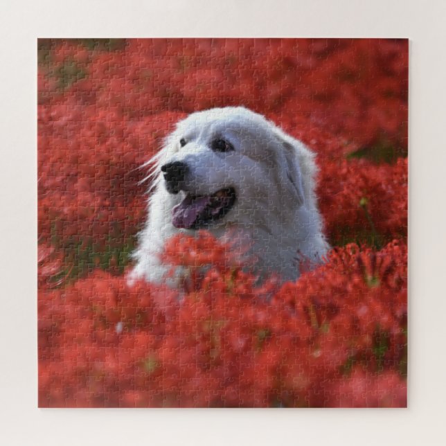 Great Pyrenees in Field of Red Flowers Jigsaw Puzzle (Horizontal)