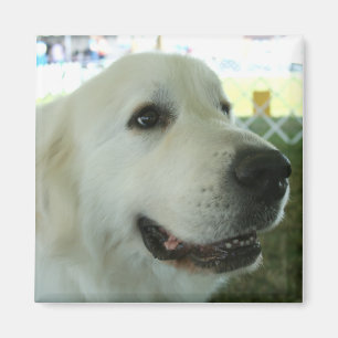 Great Pyrenees Magnet