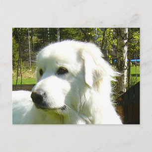 great pyrenees postcard