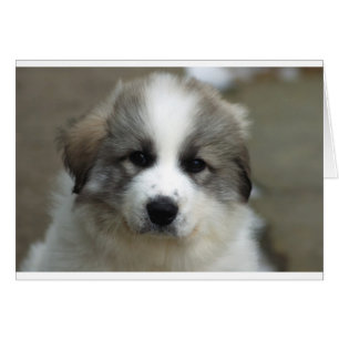Great Pyrenees Puppy