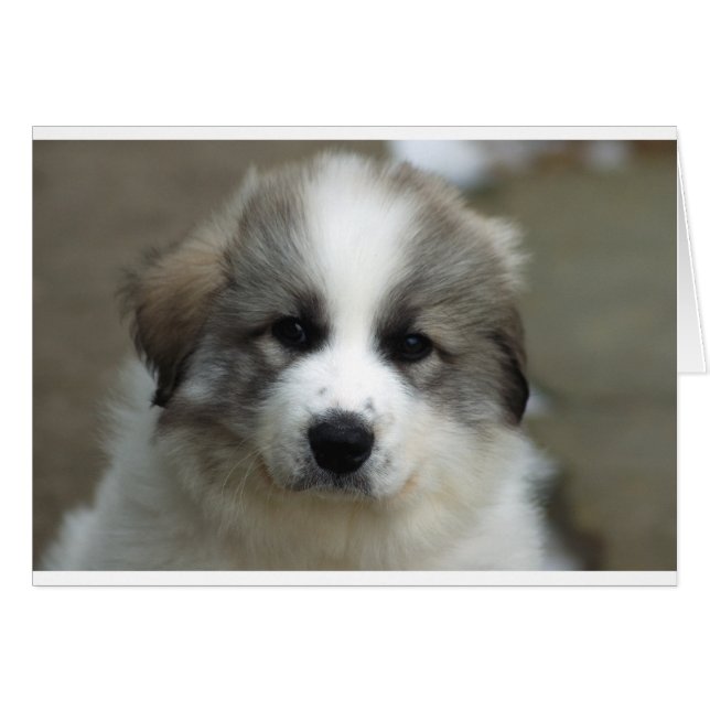 Great Pyrenees Puppy (Front Horizontal)