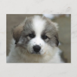 Great Pyrenees Puppy Postcard