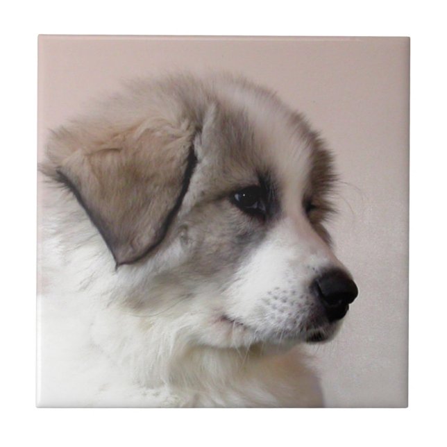 Great Pyrenees Puppy Tile (Front)
