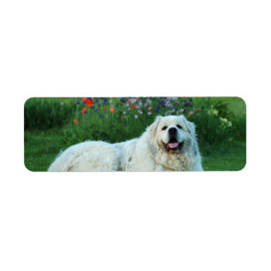 Great Pyrenees Return Address Label