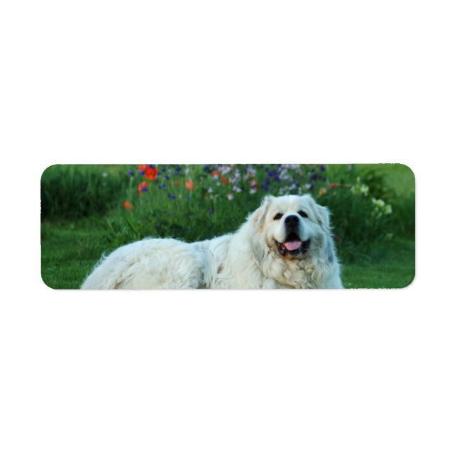 Great Pyrenees Return Address Label (Front)