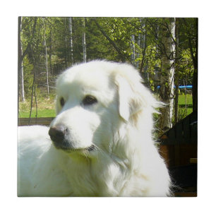 great pyrenees tile