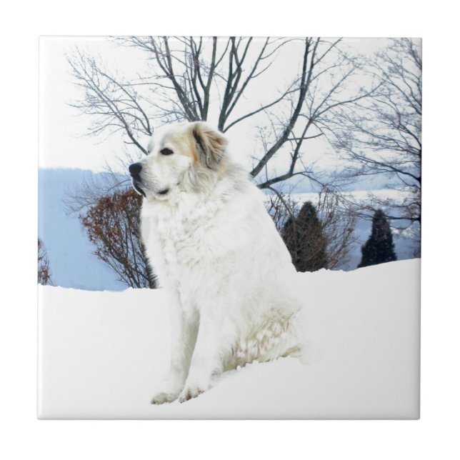 Great Pyrenees Tile (Front)