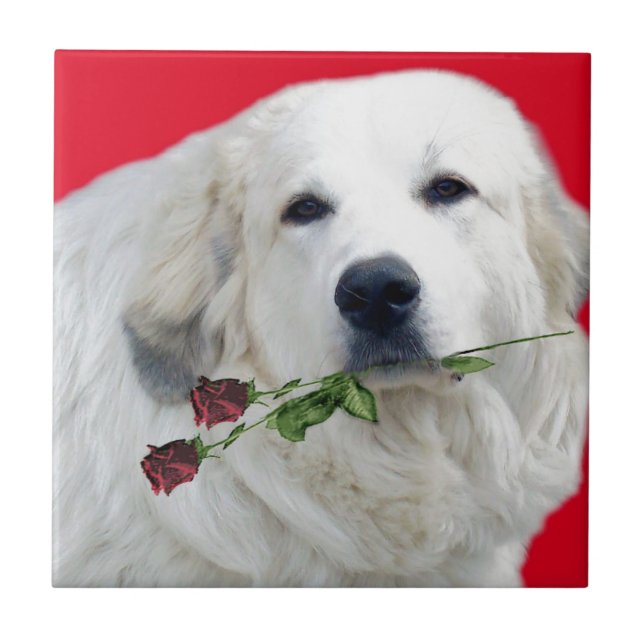 Great Pyrenees with Roses Tile (Front)