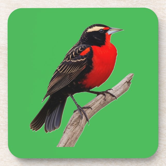 Great red bird (Sturnella defilipp) Coaster (Front)