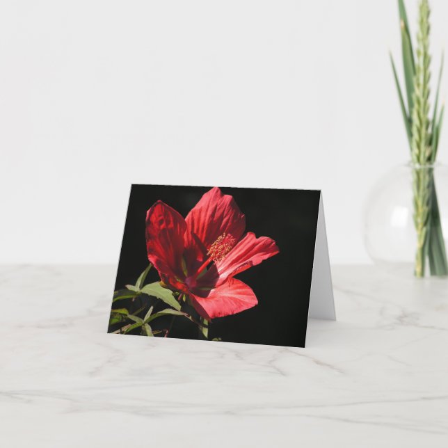 Great Red hibiscus (Hibiscus coccineus) card (Front)