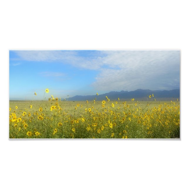 Great Sand Dunes, Sangre de Cristo, flowers Photo Print (Front)