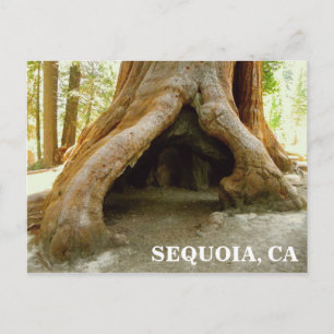 Great Sequoia Postcard! Postcard