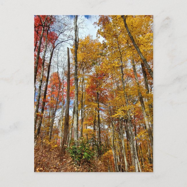 Great Smoky Mountains National Park Fall Foliage Postcard (Front)