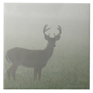 Great Smoky Mountains National Park, Tennesse, Ceramic Tile