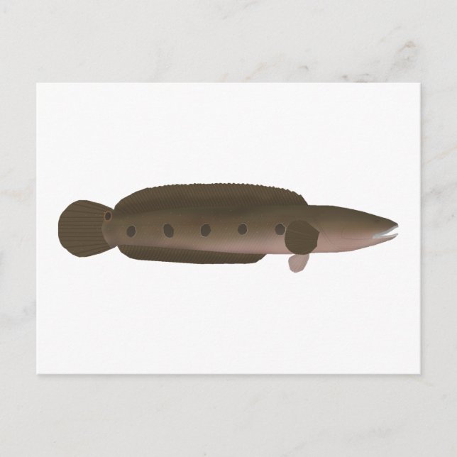 Great Snakehead Postcard (Front)