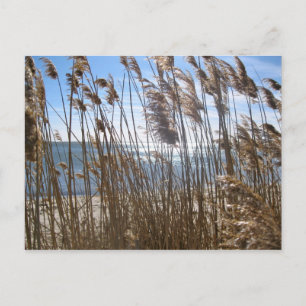 Great South Bay at Blue Point, NY Postcard