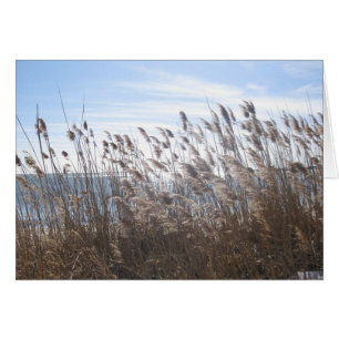 Great South Bay through the reeds