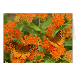 Great Spangled Fritillaries on Butterfly Milkweed