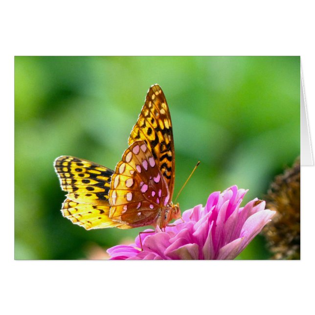 Great Spangled Fritillary (Front Horizontal)