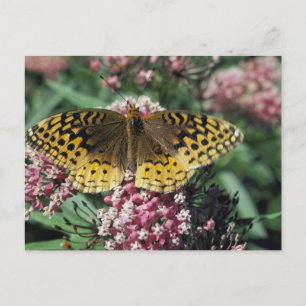 Great Spangled Fritillary Butterfly Postcard
