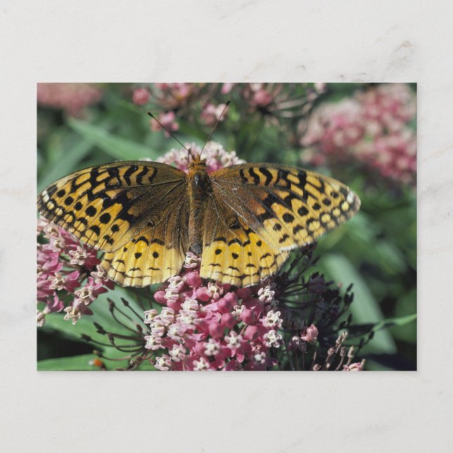 Great Spangled Fritillary Butterfly Postcard (Front)
