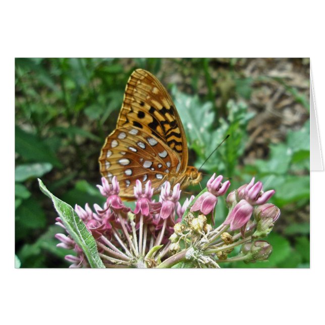 Great Spangled Fritillary Coordinating Items (Front Horizontal)